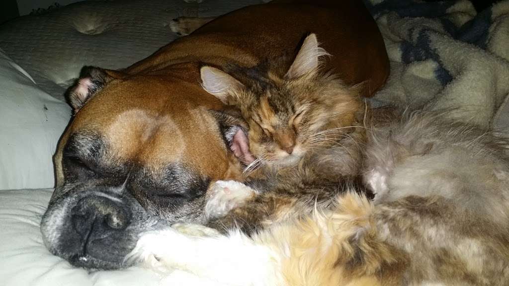 lasting paws pet memorial service