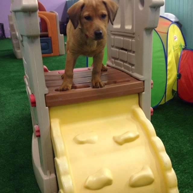 Happy Pet Place | 4817, 841 E Nerge Rd, Roselle, IL 60172, USA | Phone: (847) 278-1972