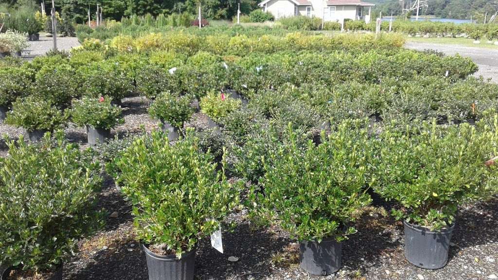 Shrubs & Trees Inc | 110 Turnpike Rd, Southborough, MA 01772, USA | Phone: (508) 481-5661