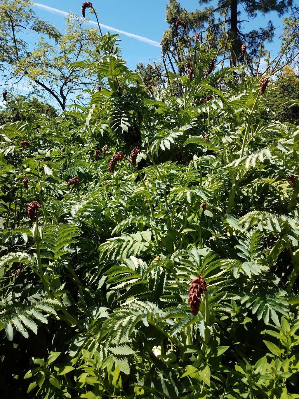 Buena Creek Gardens | 418 Buena Creek Rd, San Marcos, CA 92069, USA | Phone: (760) 744-2810