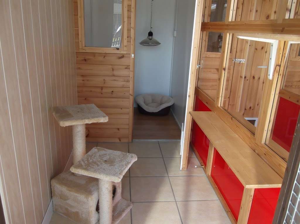 Stable Mews Cattery | Stable Lodge, Pye Corner, Gilston CM20 2RB, UK | Phone: 01279 444165