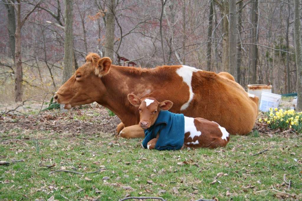 Woodbourne Creamery | 28600 Ridge Rd, Mt Airy, MD 21771, USA | Phone: (301) 831-7427