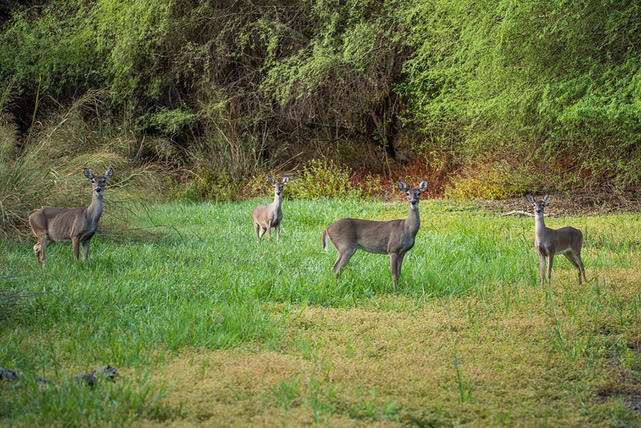 Bulverde Oaks Nature Preserve | 17480 Judson Rd, San Antonio, TX 78247, USA | Phone: (210) 222-8430