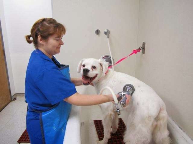Hight Veterinary Hospital, PA | 9528 N Tryon St, Charlotte, NC 28262, USA | Phone: (704) 595-9377