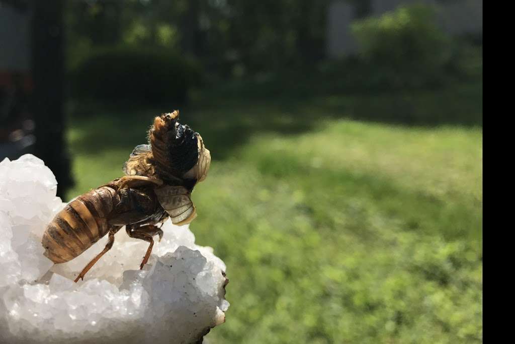 Affordable Termite and Pest Control | 5060 Limberlost Ln, Bloomington, IN 47408, USA | Phone: (812) 339-3960