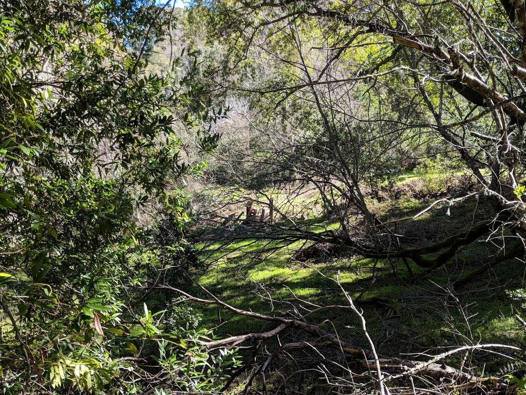 Fern Loop Trail | Fern Loop Trail, Portola Valley, CA 94028, USA | Phone: (650) 329-2423