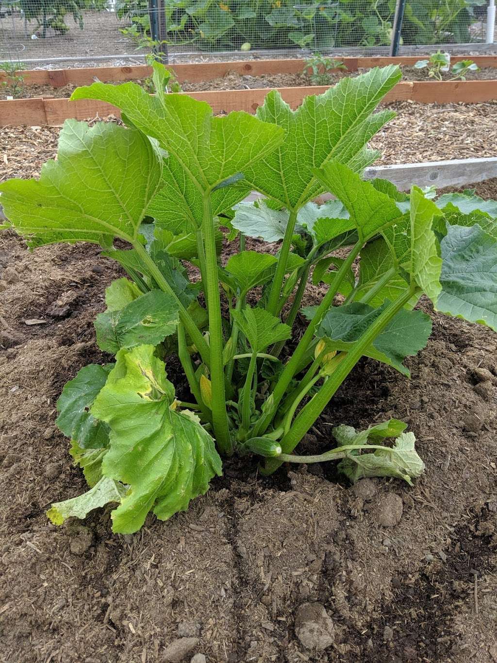 Long Beach Community Garden | Long Beach, CA 90815, USA