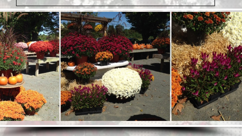 A & M Farm And Garden Center | 1203 US-130, Robbinsville, NJ 08691 | Phone: (609) 448-0663