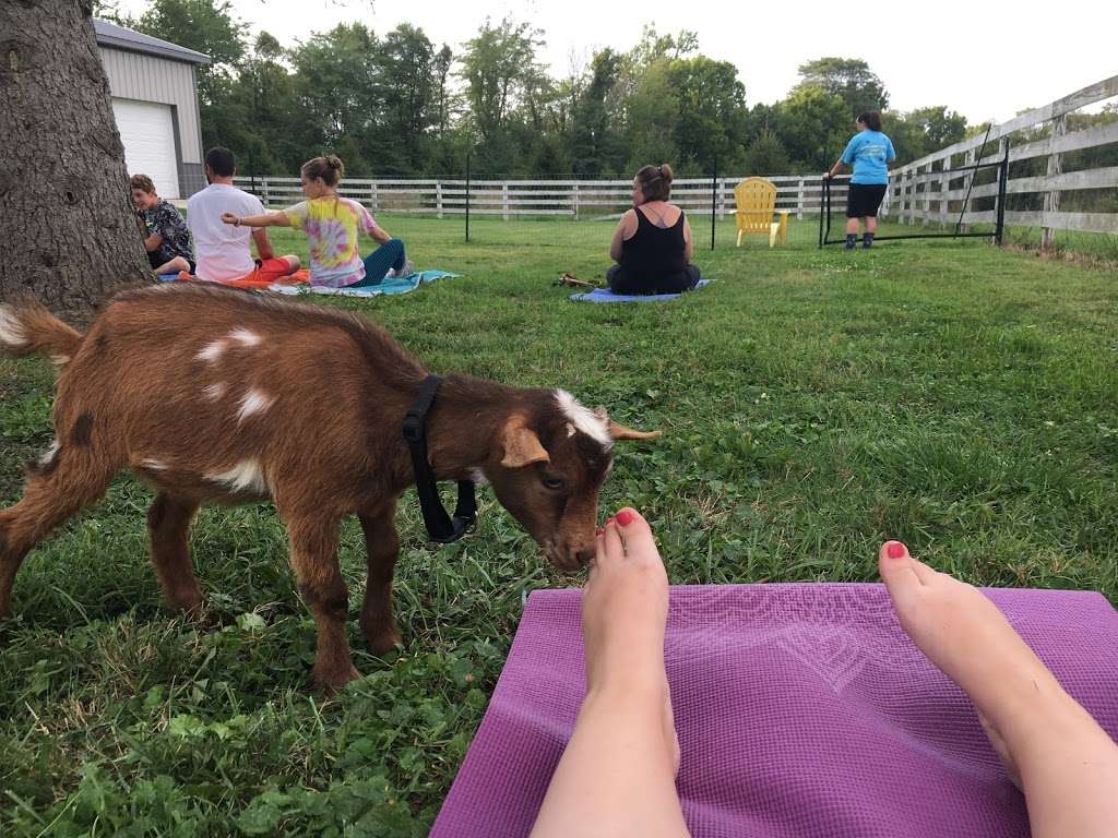 Happy Goat Lucky Yoga | 1212 Westfield Rd, Noblesville, IN 46062, USA | Phone: (317) 584-0135