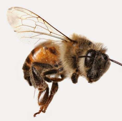 Hive Pro Bee Removal Inc. | 11 S Termino Ave #205, Long Beach, CA 90803 | Phone: (562) 285-9582