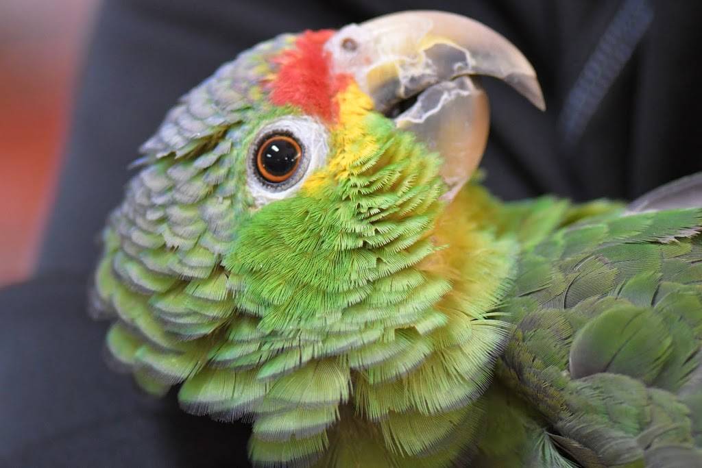 Egyptian Parrot Petshop | 1236 E 66th St, Richfield, MN 55423, USA | Phone: (952) 652-5121