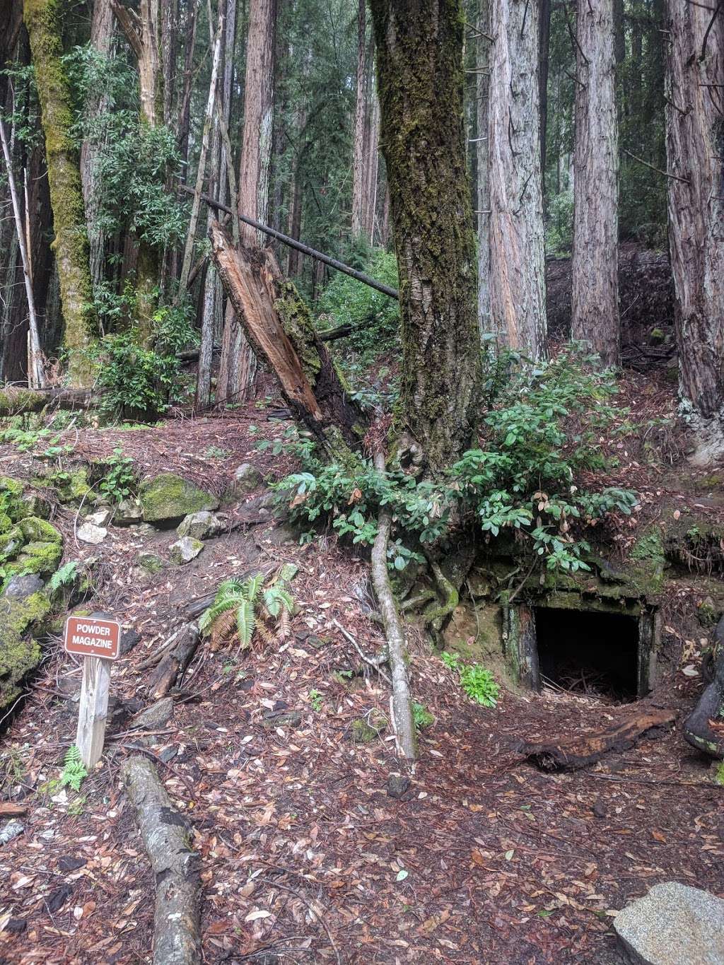 Redwood Hike Trail | Bennett Creek Trail, Felton, CA 95018, USA