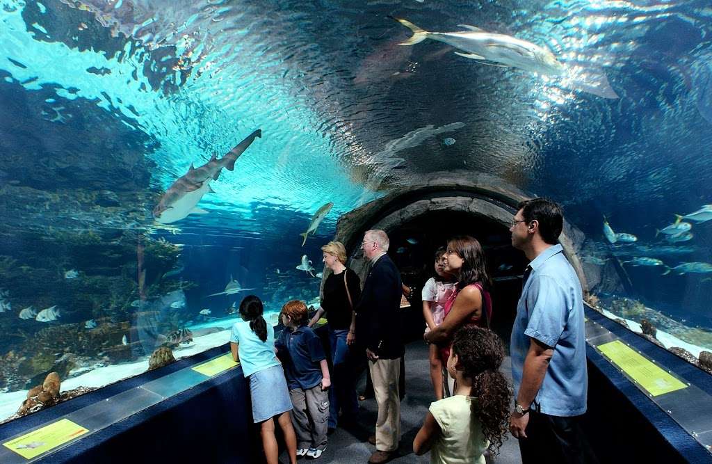 shark bridge camden aquarium