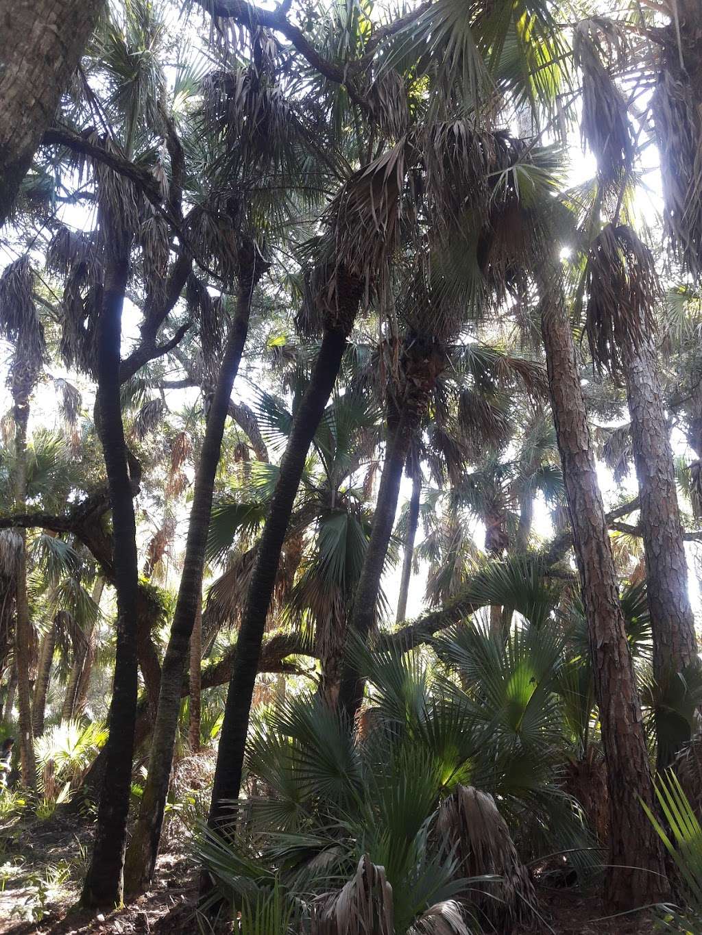F. Burton Smith Regional Park | 7575 W King St, Cocoa, FL 32926, USA | Phone: (321) 633-1874
