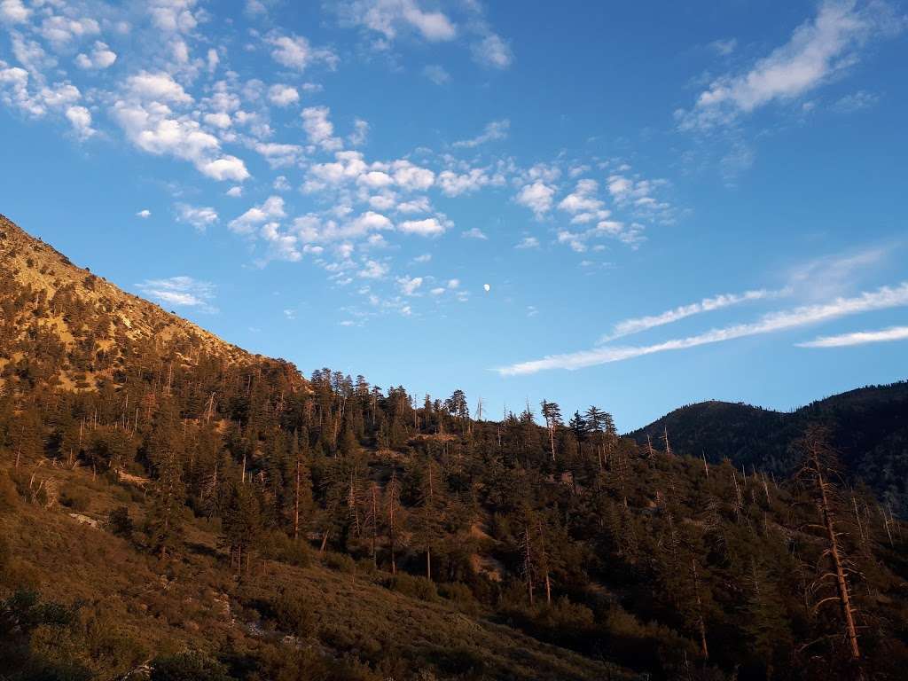 Cedar Glen | Mt Baldy, CA 91759, USA