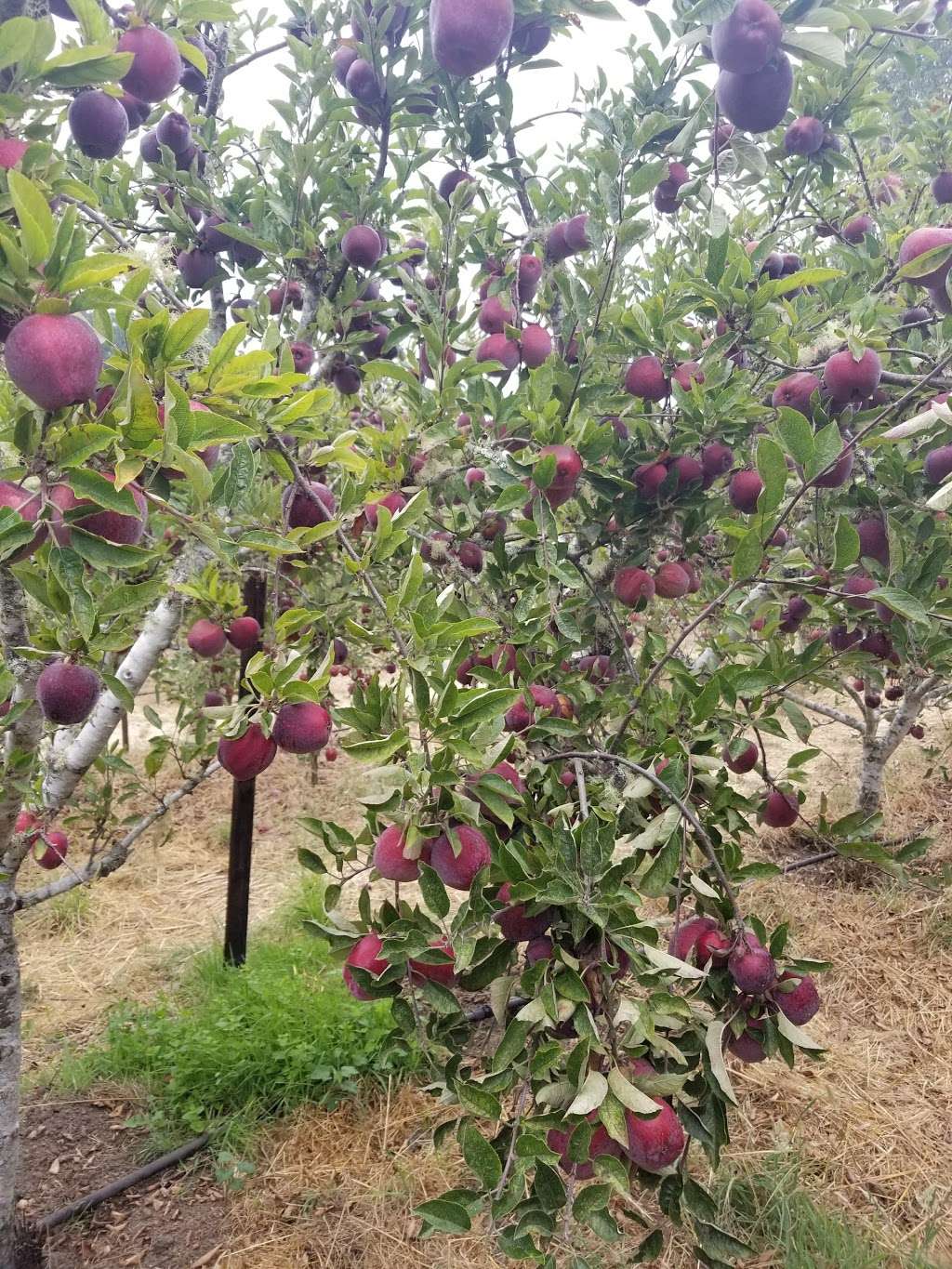 Swanton Pacific Ranch U-Pick Apples | 473-475 Swanton Rd, Davenport, CA 95017, USA | Phone: (831) 458-5410