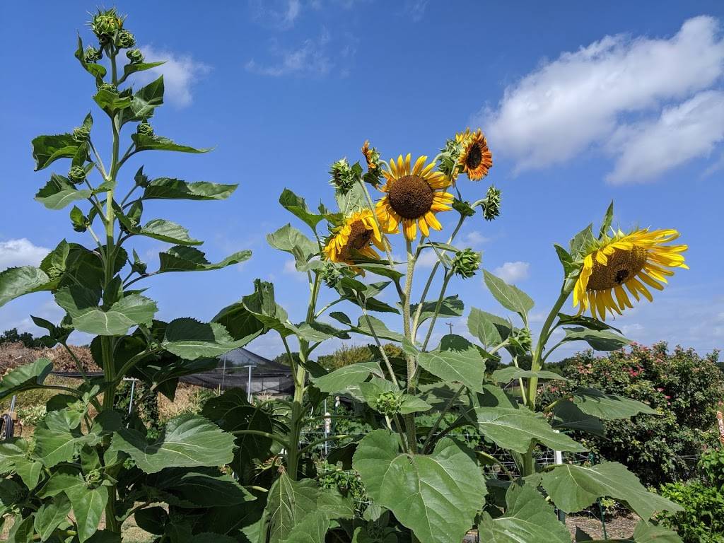 Pecan Street Community Garden | 15500 Sun Light Near Way, Pflugerville, TX 78660, USA | Phone: (512) 990-6360