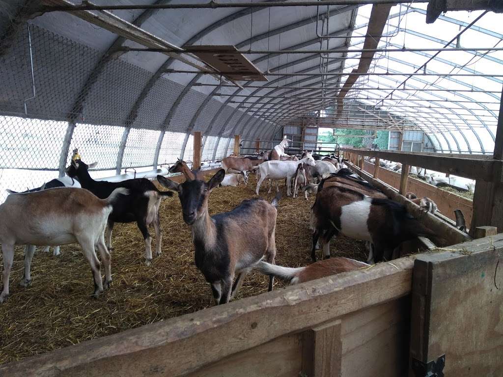 Misty Creek Goat Dairy | 43 W Eby Rd, Leola, PA 17540 | Phone: (717) 656-1345