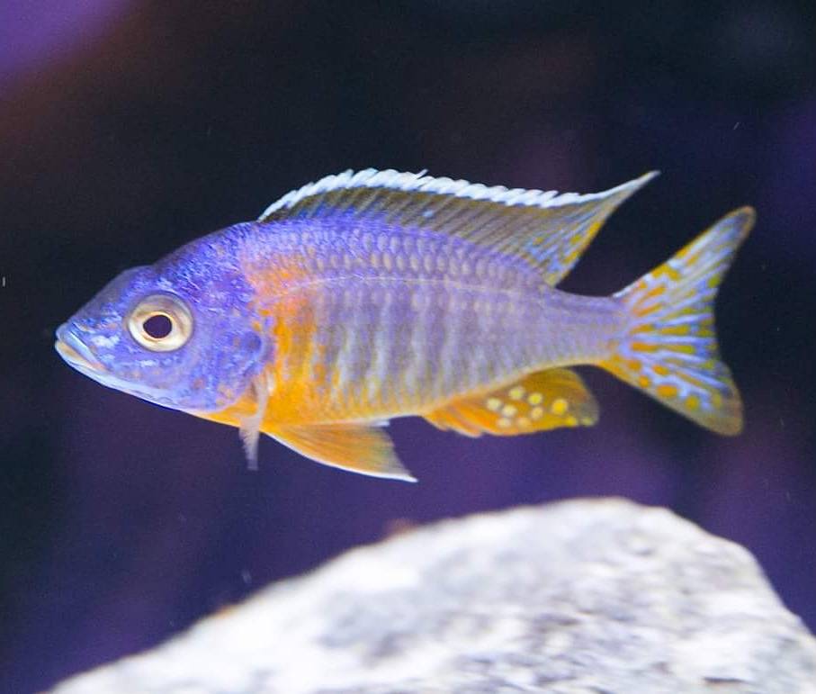 The Wonder Of Cichlids, Llc | Wilmington, MA 01887 | Phone: (617) 895-9902