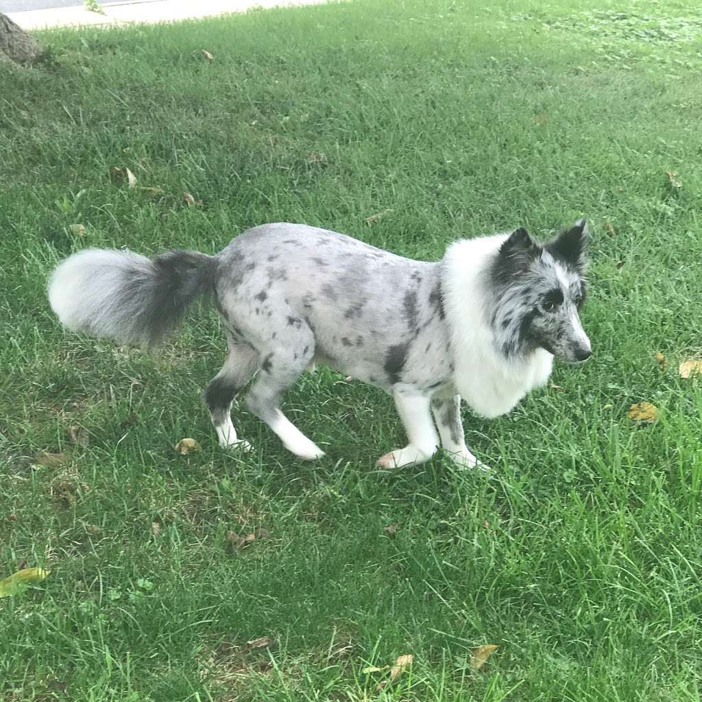 Doggy Spa | 3707 Garrett Rd, Drexel Hill, PA 19026, USA | Phone: (610) 622-2424