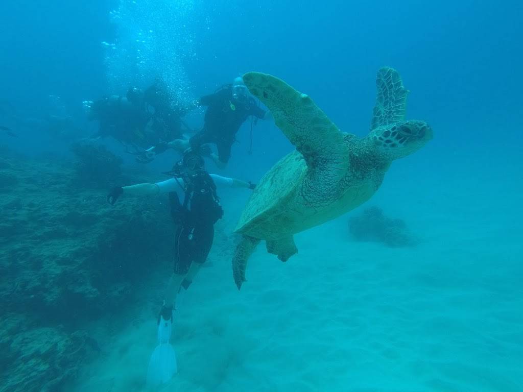 Oahu Scuba Tours | 1025 Ala Moana Blvd Pier A, Honolulu, HI 96814, USA | Phone: (808) 312-3096