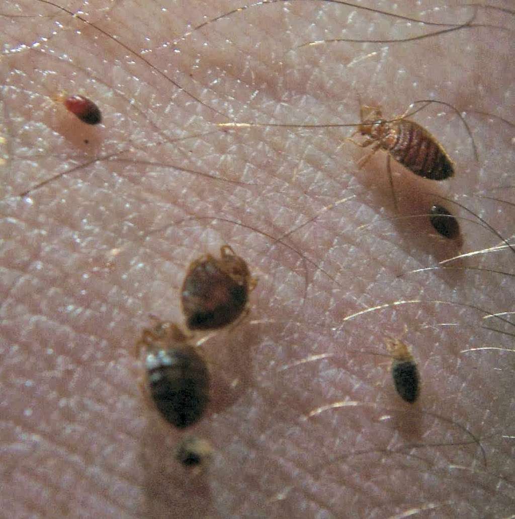 Ladybug Pest Management Inc | 15307 Britts Ln, Delmar, DE 19940, USA | Phone: (302) 846-2295