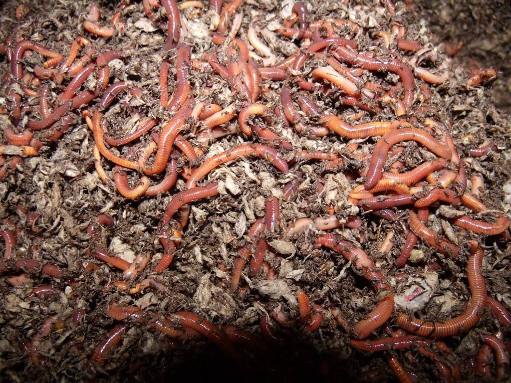 McCrawls Red Worms | 6029 Orange Ave, Cypress, CA 90630, USA | Phone: (714) 220-9282
