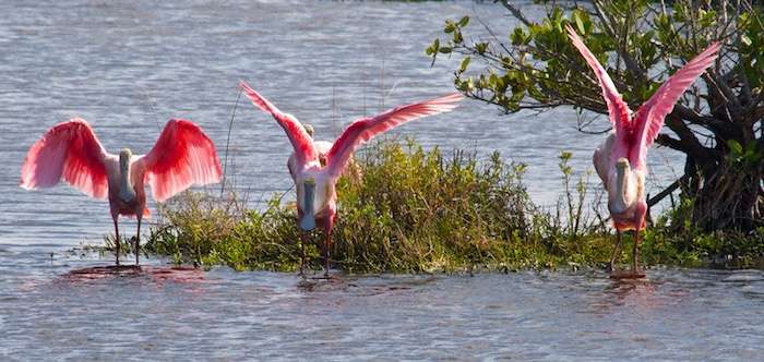 Capt. John Kumiskis Spotted Tail Charter Service | 284 Clearview Rd, Chuluota, FL 32766 | Phone: (407) 977-5207