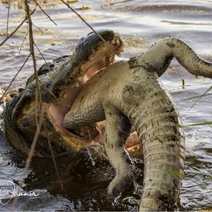 Desert Squad Pest & Wildlife Las Vegas | 6210 N Jones Blvd Ste #750954, Las Vegas, NV 89136, USA | Phone: (702) 707-7122