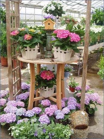 Chapmans Florist, Greenhouse and Garden Center | 58 Hart St, Beverly, MA 01915, USA | Phone: (978) 927-0153