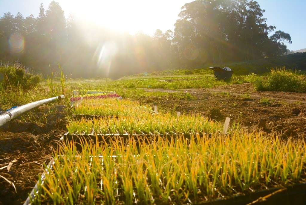 Green Oaks Creek Farm & Retreat | 2060 CA-1, Pescadero, CA 94060, USA | Phone: (650) 879-1009