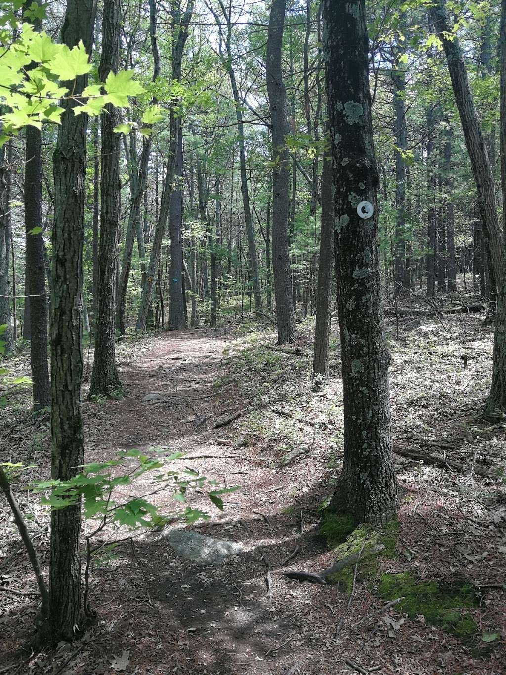 Weisblatt Conservation Land | 625-, 655 Boston Post Rd, Sudbury, MA 01776, USA Weisblatt Conservation Land | 625-, 655 Boston Post Rd, Sudbury, MA 01776, USA