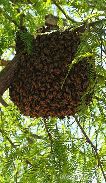 Phoenix Bee Removal | 2491 W Sawtooth Way, Queen Creek, AZ 85142, USA | Phone: (480) 612-1620