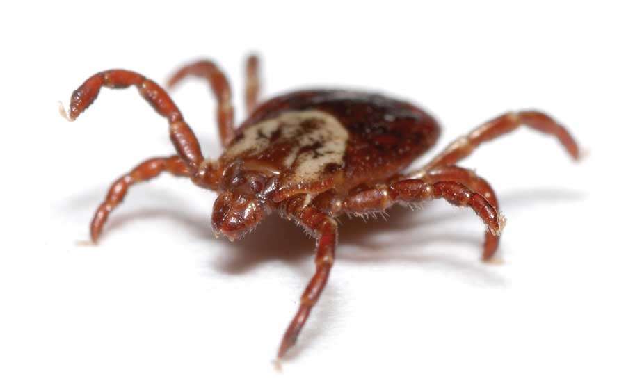 Nu Way Pest Control | 7126 Eckhert Rd Ste 1, San Antonio, TX 78238, USA | Phone: (210) 520-0500