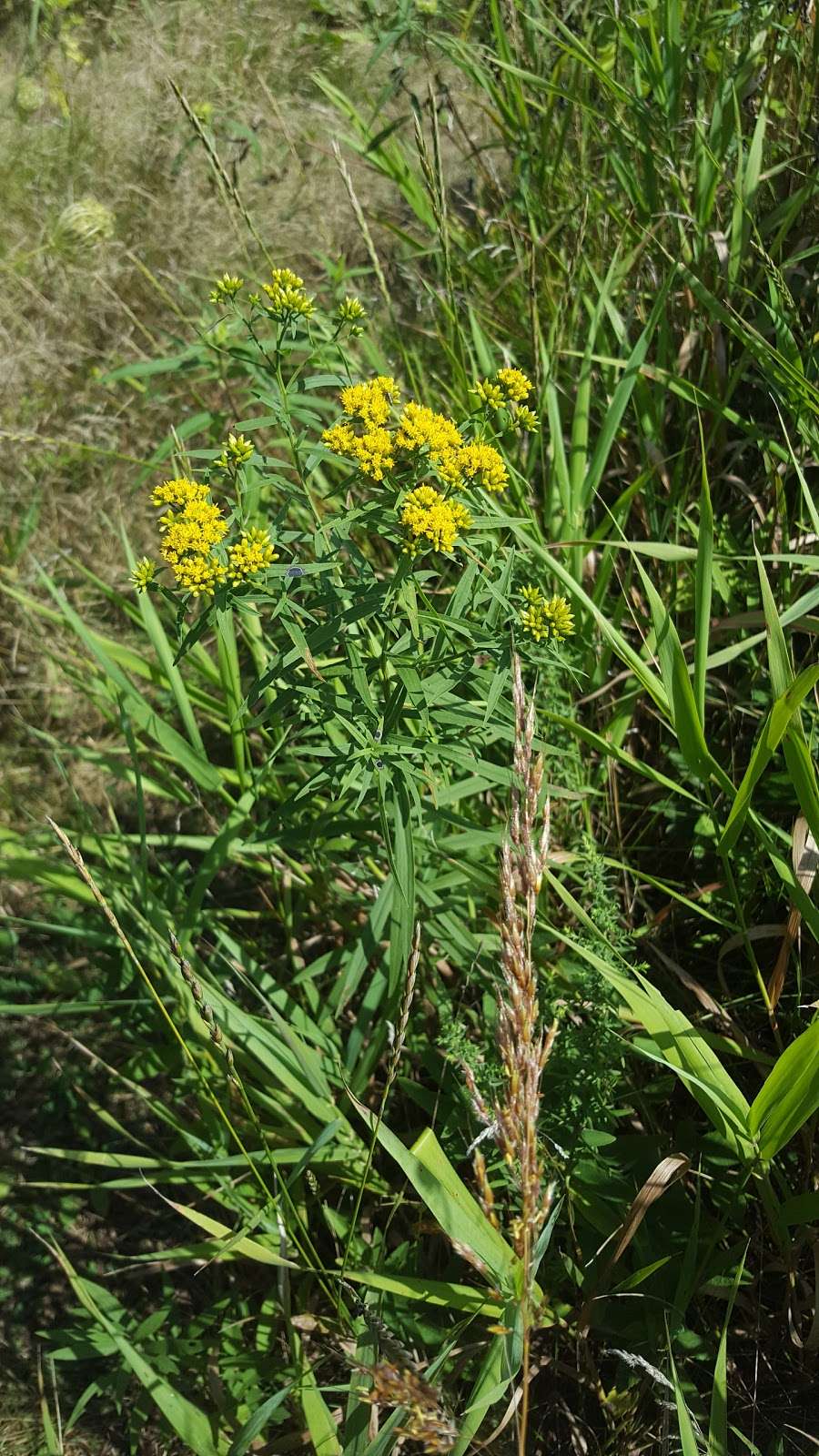 Scuppernong Prairie State Natural Area | County Rd N, Eagle, WI 53119 | Phone: (608) 266-0394