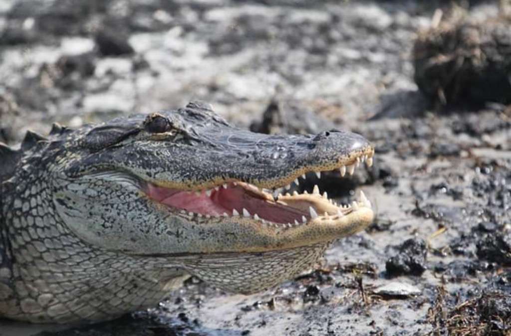 Backwoods Airboat Adventures | 28500 E Colonial Dr, Christmas, FL 32709, USA | Phone: (407) 247-9888