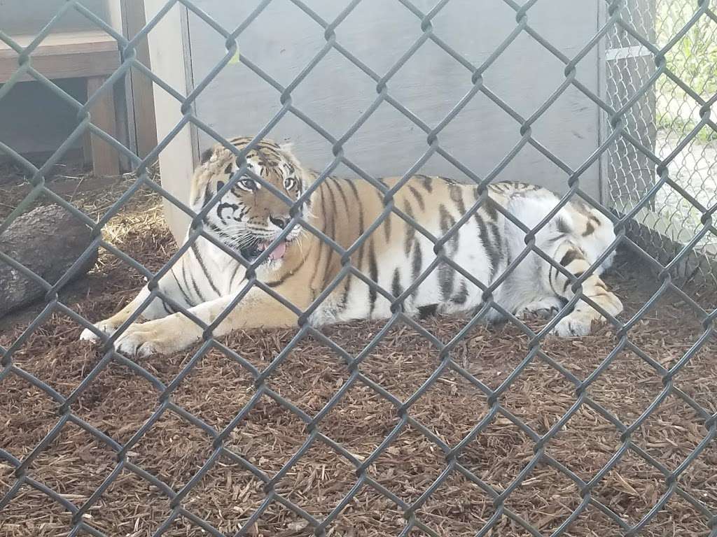 Central Florida Animal Reserve (www.cflar.org) | 500 Broussard Rd, St Cloud, FL 34773, USA | Phone: (321) 637-0110