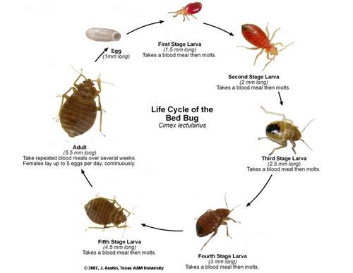 Vision Pest Control | 5153 Spyglass Dr, Palmdale, CA 93552, USA | Phone: (818) 471-9644