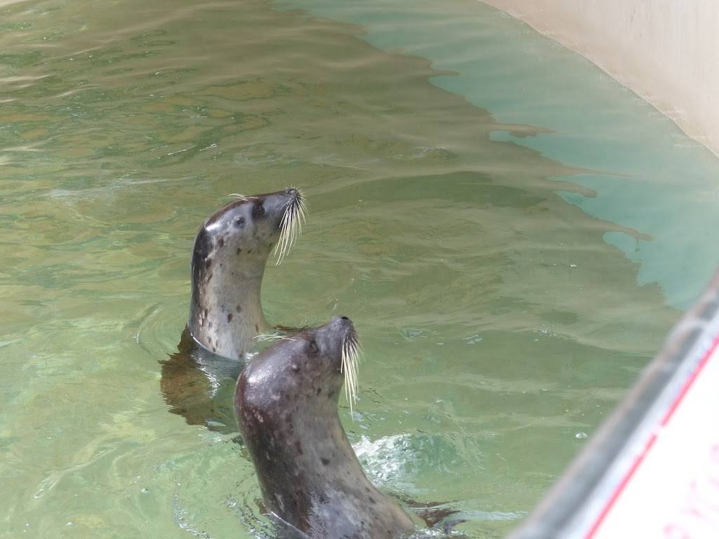 Sea Lion and Seal Feeder Pool | Unnamed Road, Key Biscayne, FL 33149, USA