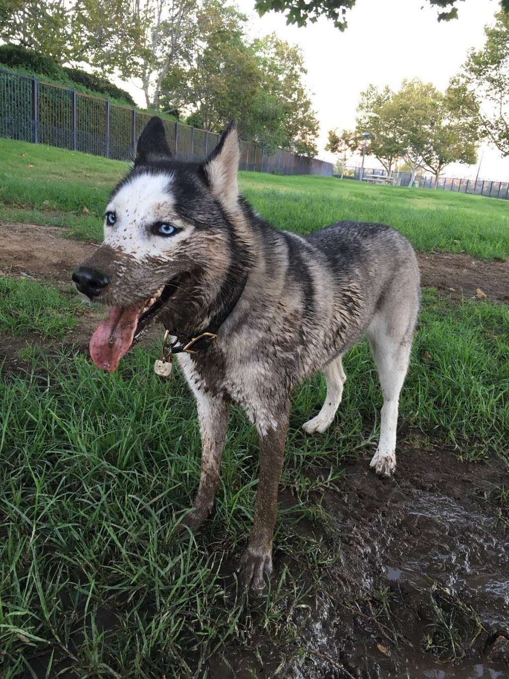 Pat Merritt Dog Park | 6181 Limonite Ave, Riverside, CA 92509, USA