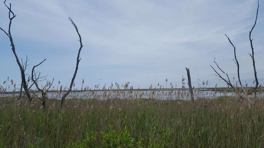 Commercial Township Wetlands Restoration Site | 75°0211.5"W, 391401 1st Ave, Callahan, FL 32011