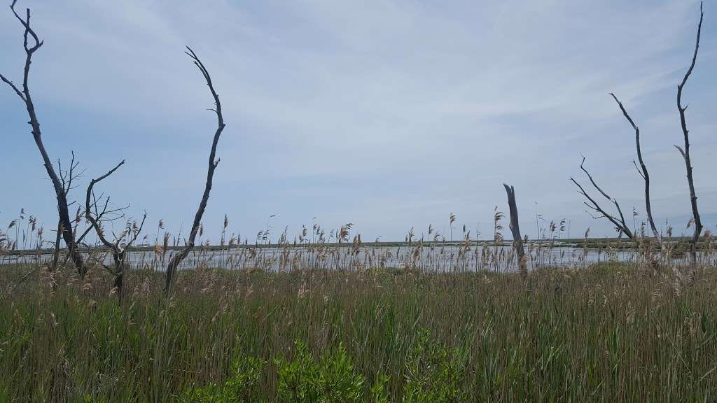 Commercial Township Wetlands Restoration Site | 75°0211.5"W, 391401 1st Ave, Callahan, FL 32011, USA