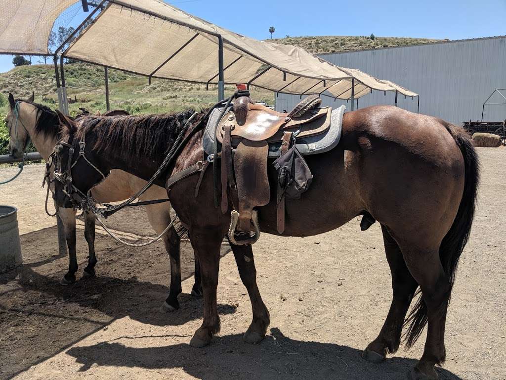 Wine Country Trails by Horseback | 34225 Rancho California Rd, Temecula, CA 92591, USA | Phone: (951) 852-7633