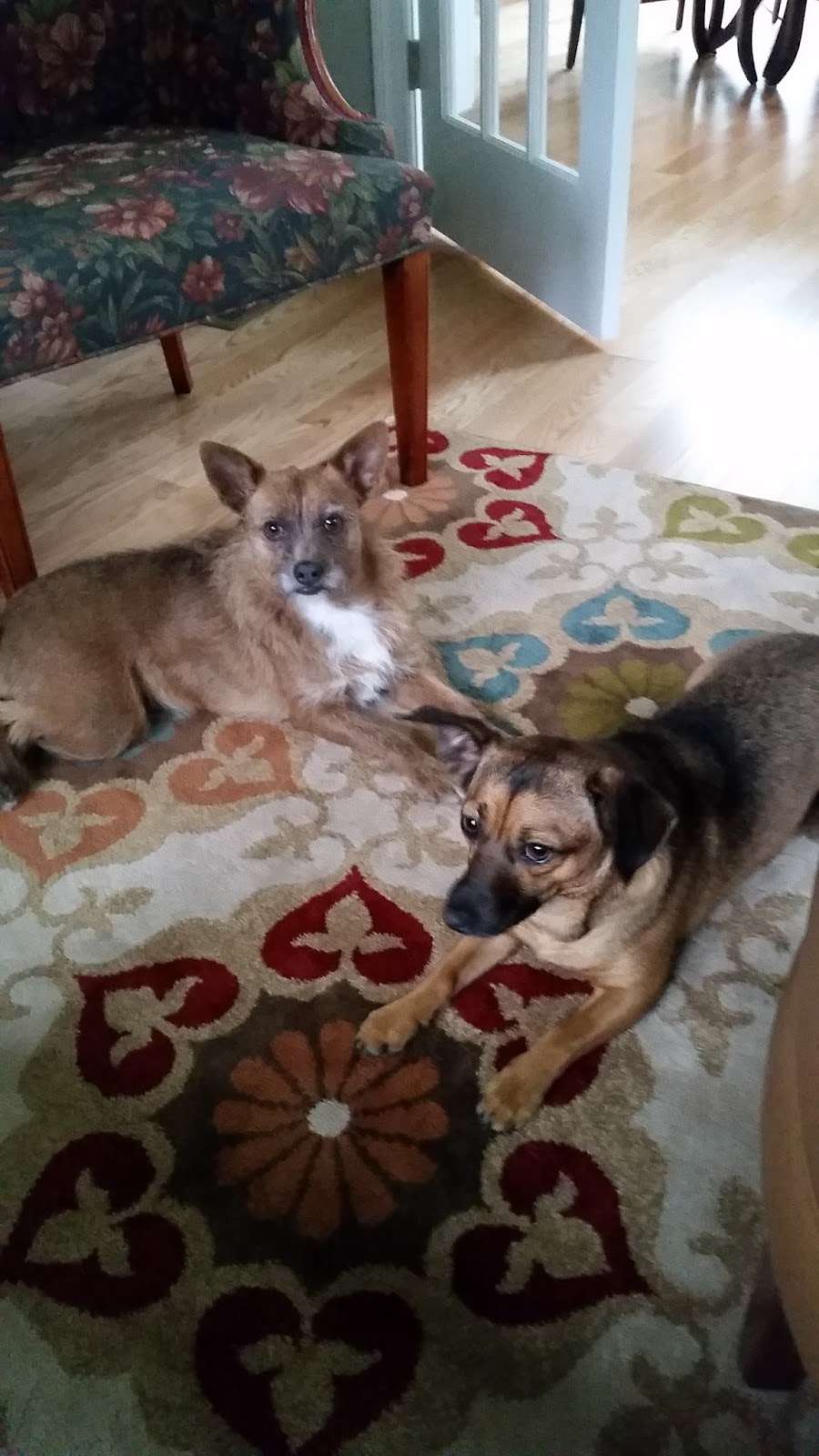 Naticook Veterinary Hospital | 707 Milford Rd #7BC, Merrimack, NH 03054, USA | Phone: (603) 670-2100