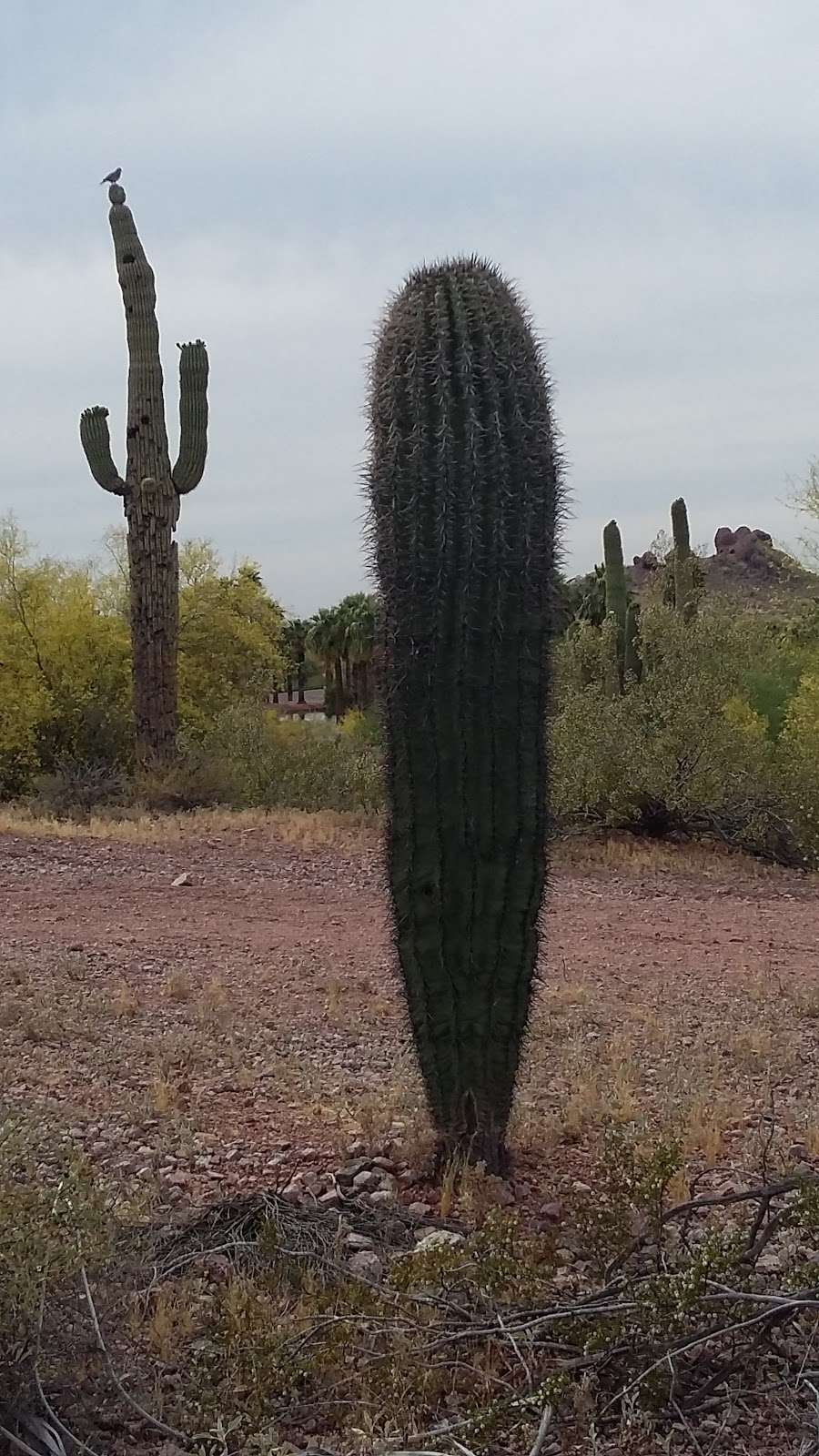 Governor Hunt Tomb | 625 N Galvin Pkwy, Phoenix, AZ 85008, USA | Phone: (602) 262-6862