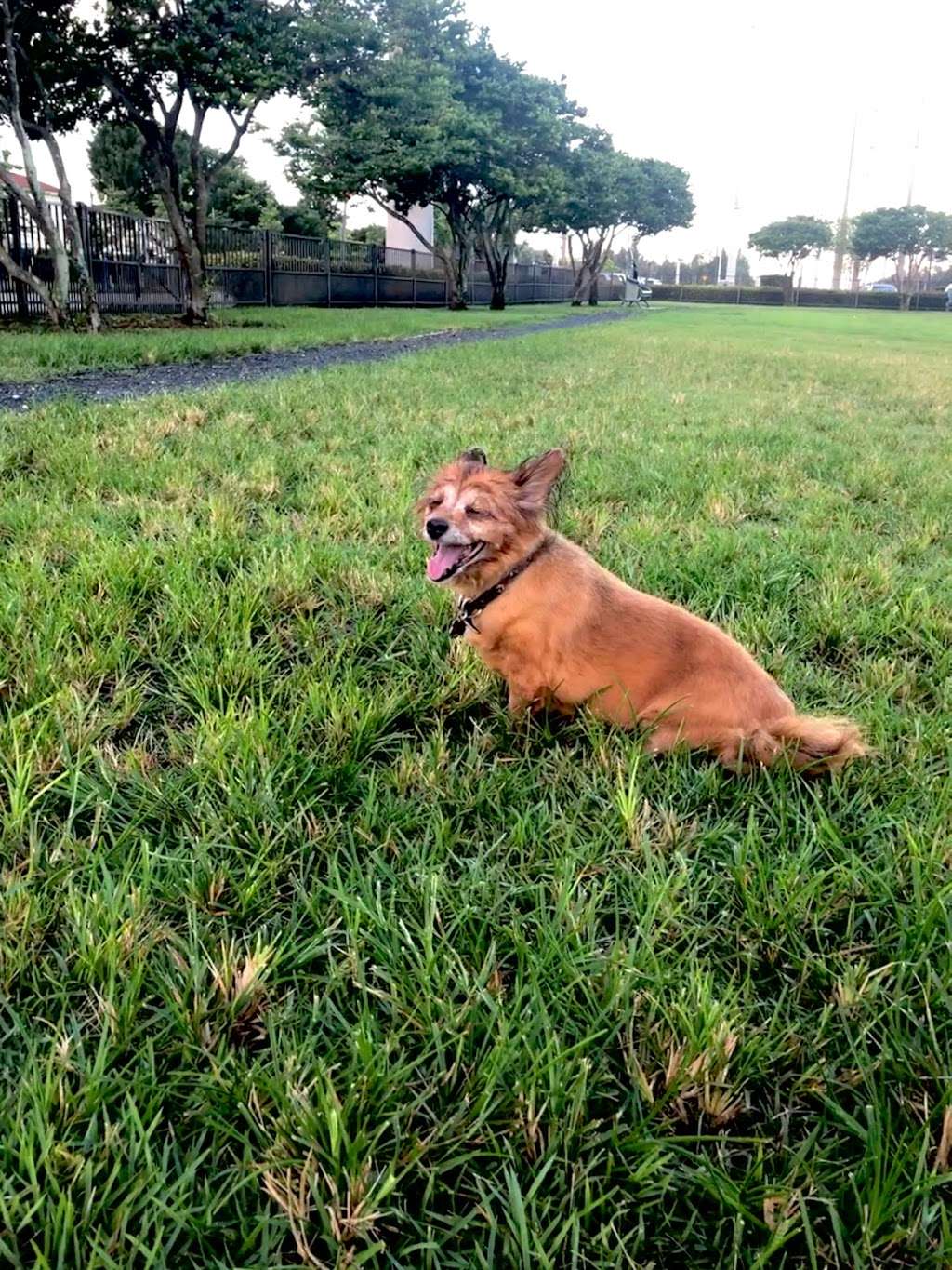 Trails & Tails Dog Park | 11645 NW 50th St, Doral, FL 33178, USA | Phone: (305) 593-6600