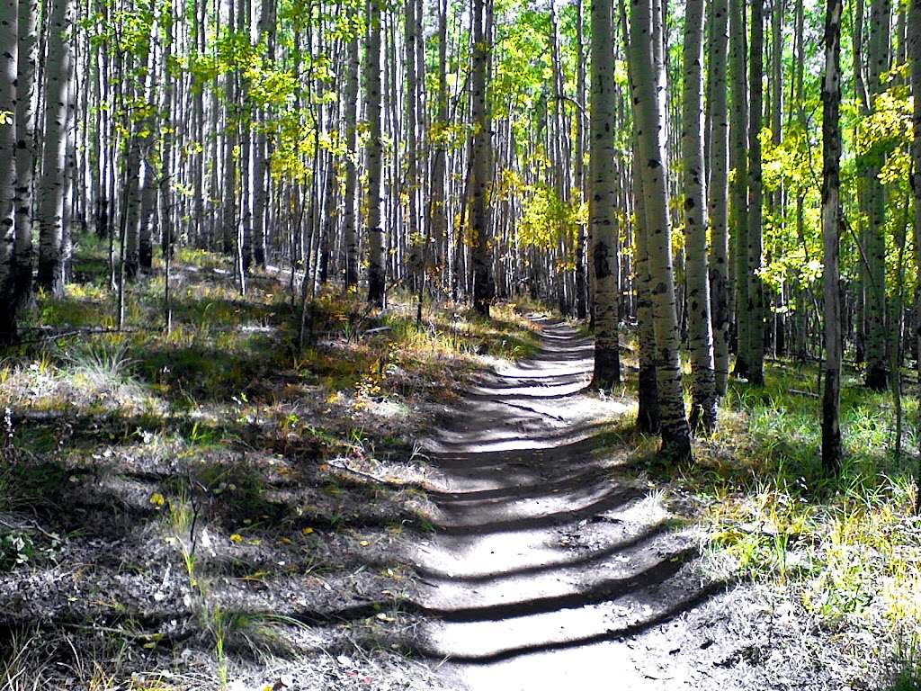 Colorado Trail Section #5 Trailhead | Colorado Trail, Jefferson, CO 80456, USA