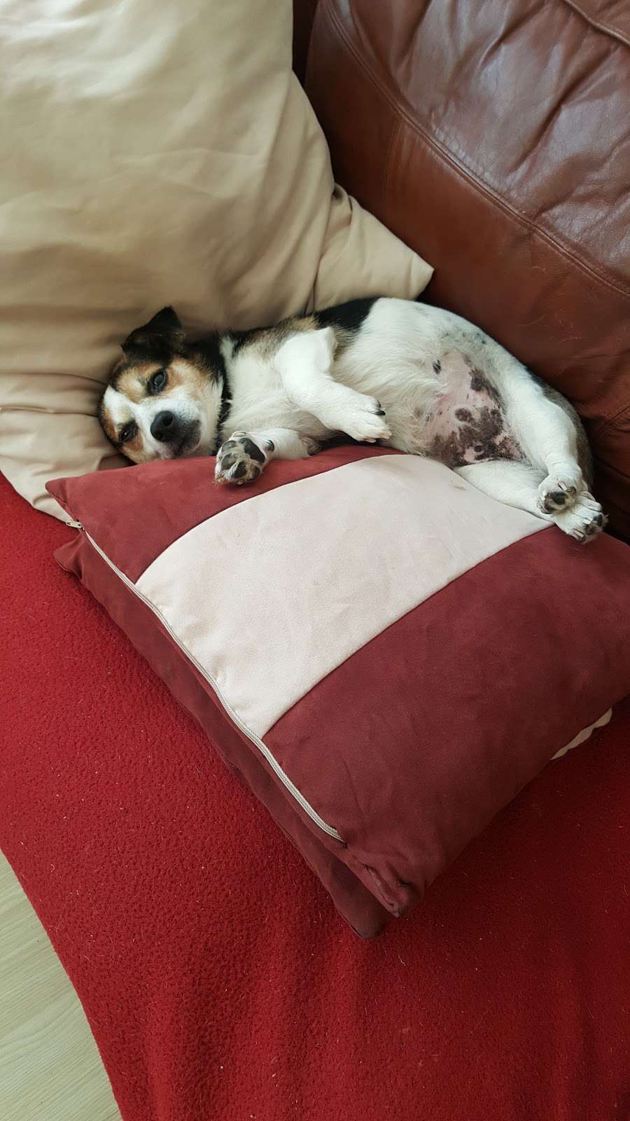 Allpets Veterinary Clinic 10 Station Square Petts Woods Orpington Br5 1na Uk