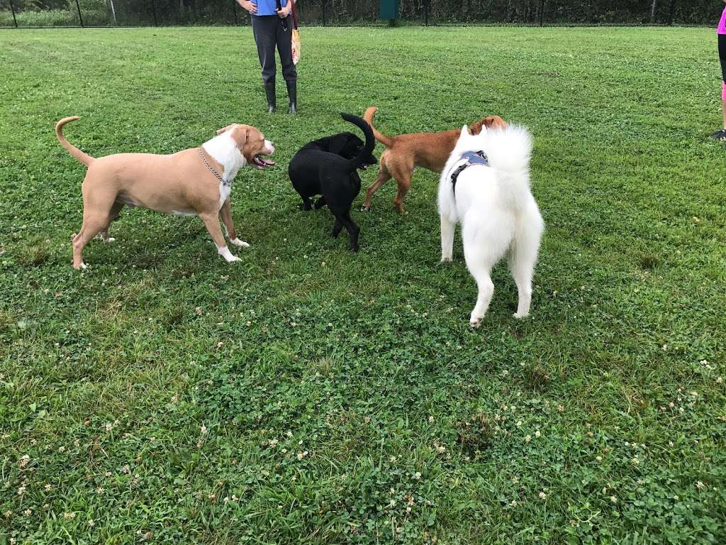 Maple Hill Dog Park | 390 County Rd 78, Middletown, NY 10940, USA | Phone: (845) 346-4180