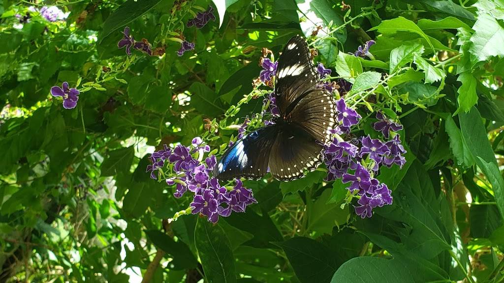 Berniece Grewcock Butterfly and Insect Pavilion | 3701 S 10th St, Omaha, NE 68108, USA | Phone: (402) 733-8401